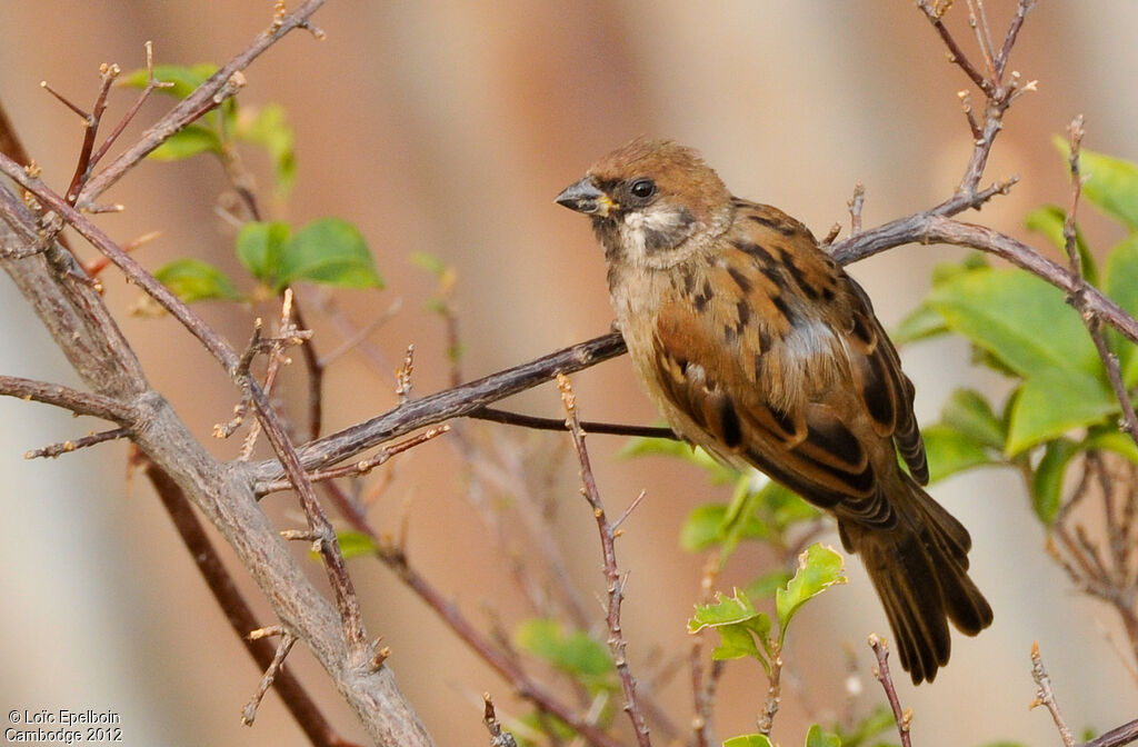 Eurasian Tree Sparrow