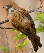 Eurasian Tree Sparrow