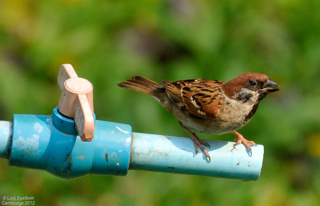 Eurasian Tree Sparrow