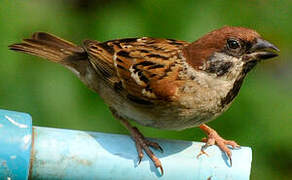 Eurasian Tree Sparrow