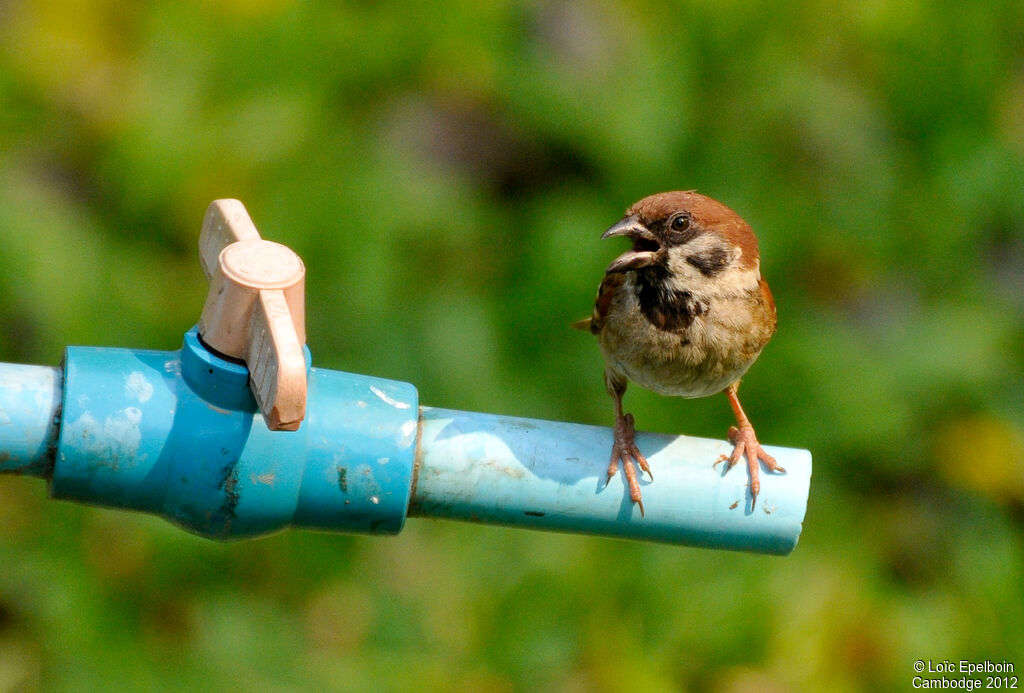 Eurasian Tree Sparrow