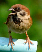 Eurasian Tree Sparrow