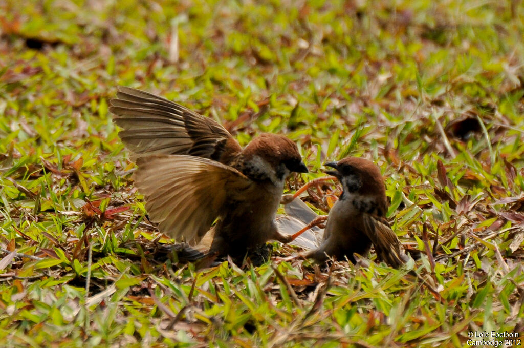 Eurasian Tree Sparrow