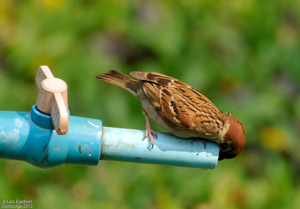 Eurasian Tree Sparrow