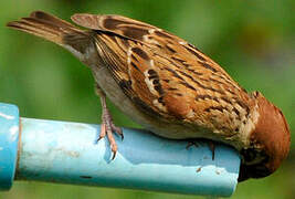 Eurasian Tree Sparrow