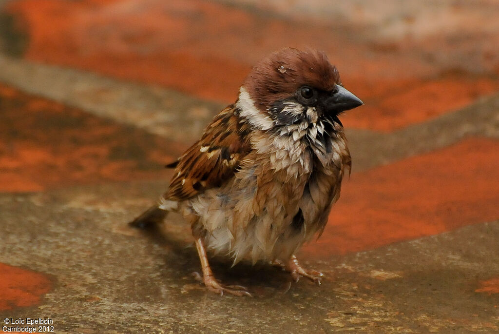 Eurasian Tree Sparrow