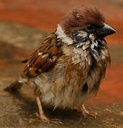 Eurasian Tree Sparrow