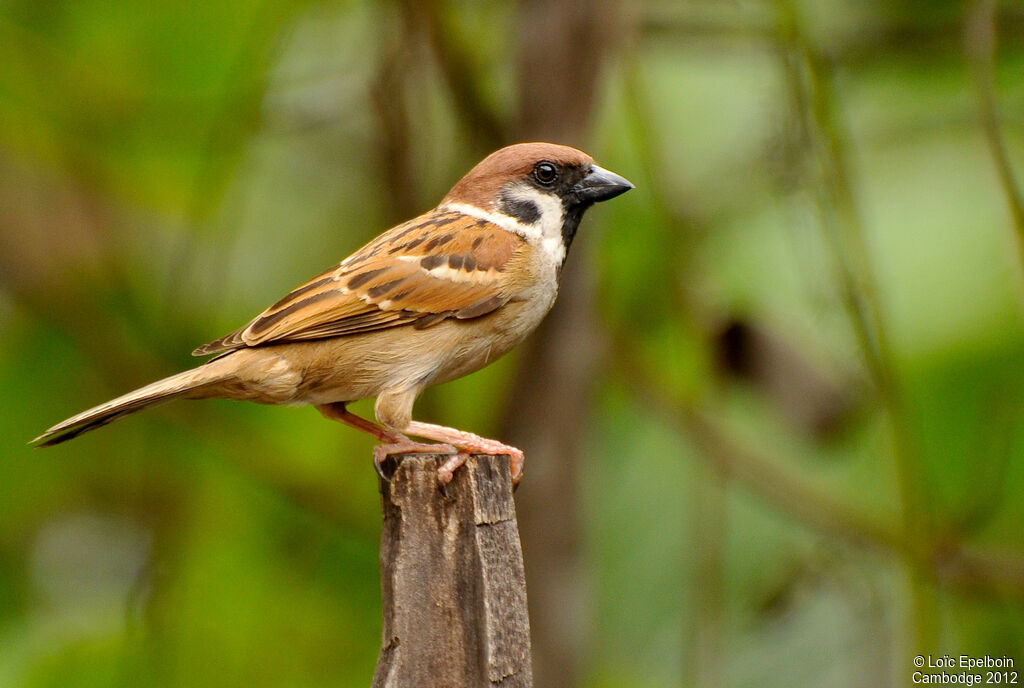 Eurasian Tree Sparrow