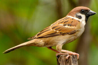 Moineau friquet