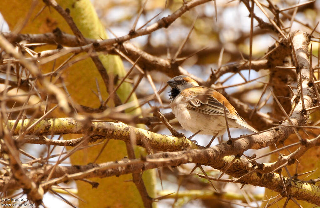 Moineau roux mâle adulte, habitat, camouflage, pigmentation