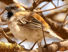 Kenya Sparrow