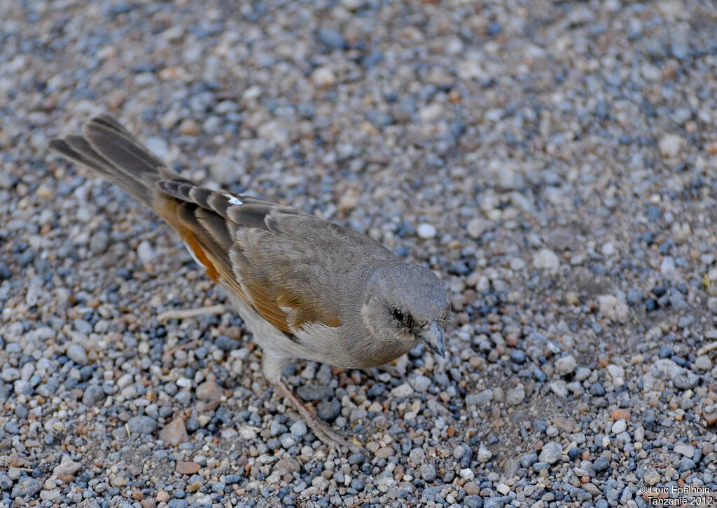 Swahili Sparrow