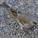 Moineau swahili
