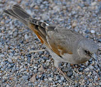 Swahili Sparrow