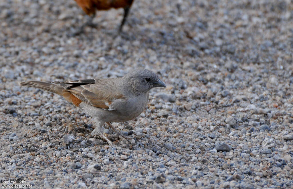 Swahili Sparrowadult, pigmentation