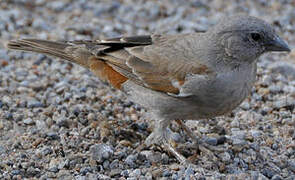 Swahili Sparrow