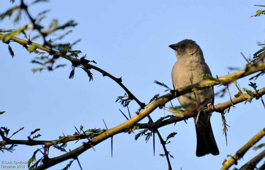 Swahili Sparrow