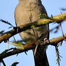 Moineau swahili