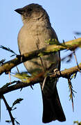 Swahili Sparrow