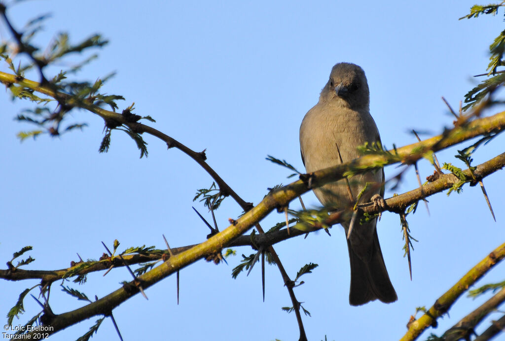 Moineau swahili