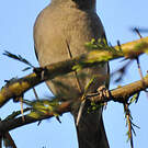 Moineau swahili