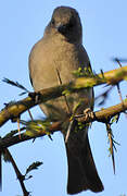 Moineau swahili