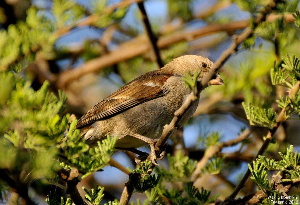 Swahili Sparrow