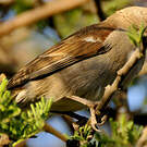 Moineau swahili
