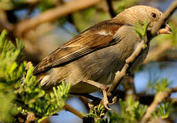 Swahili Sparrow