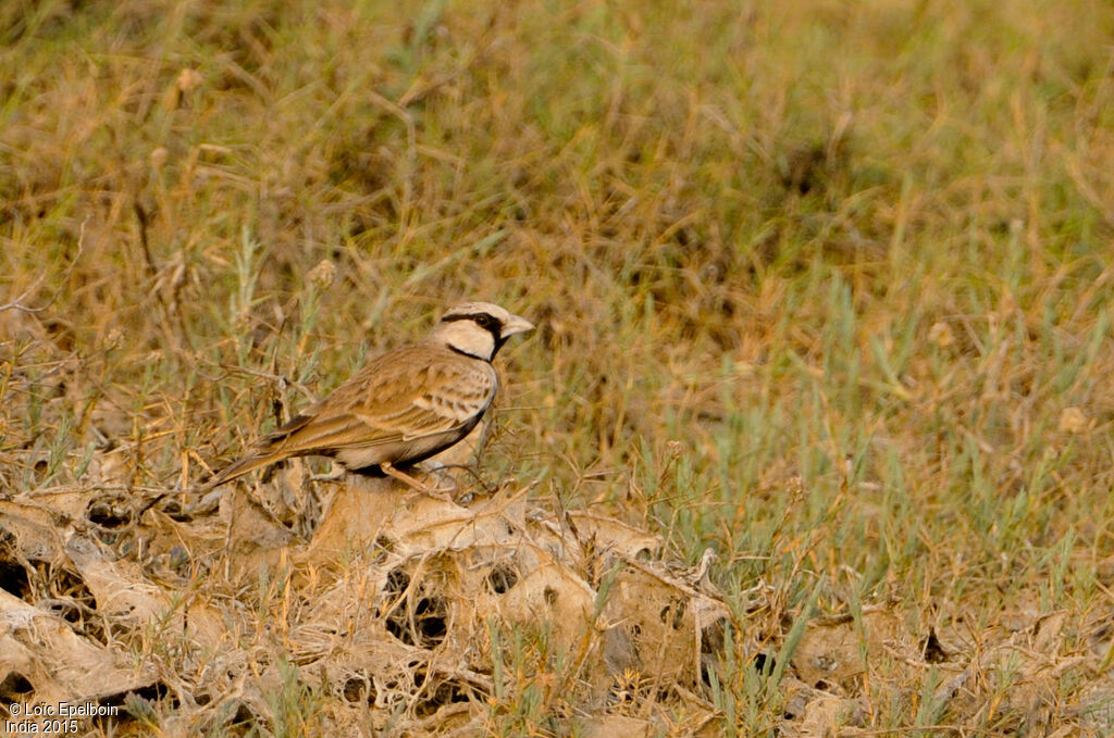 Ashy-crowned Sparrow-Lark