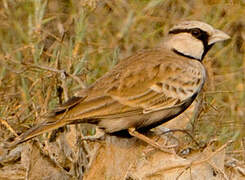 Ashy-crowned Sparrow-Lark