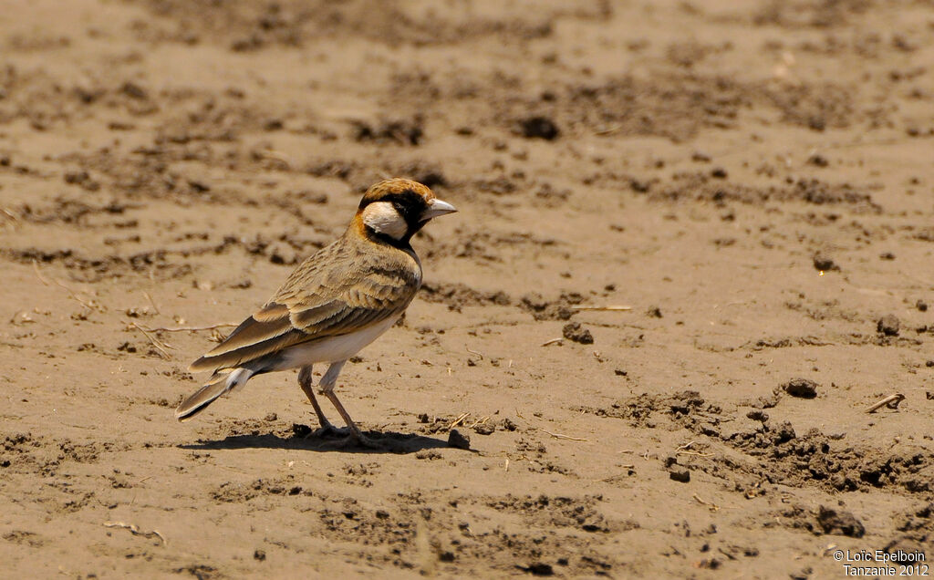 Fischer's Sparrow-Lark