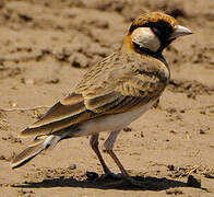 Fischer's Sparrow-Lark