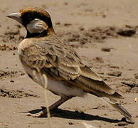 Fischer's Sparrow-Lark