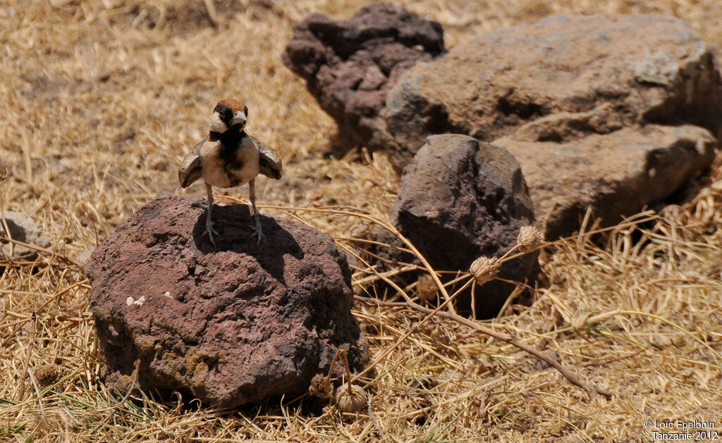 Fischer's Sparrow-Lark