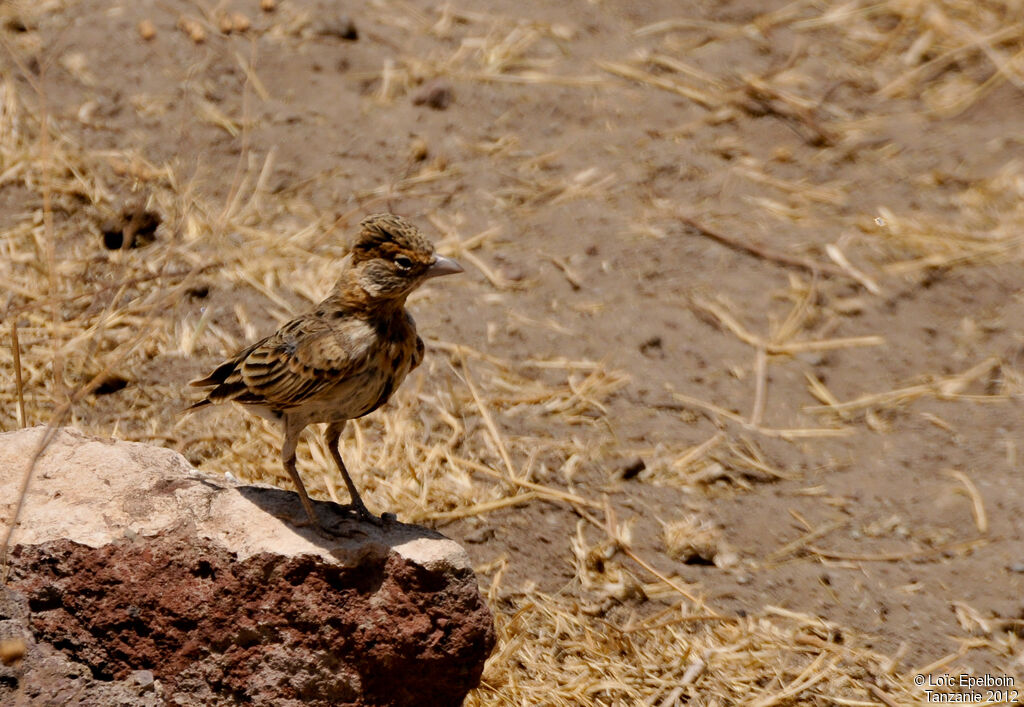 Fischer's Sparrow-Lark