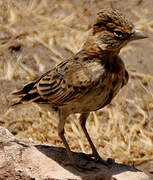 Fischer's Sparrow-Lark