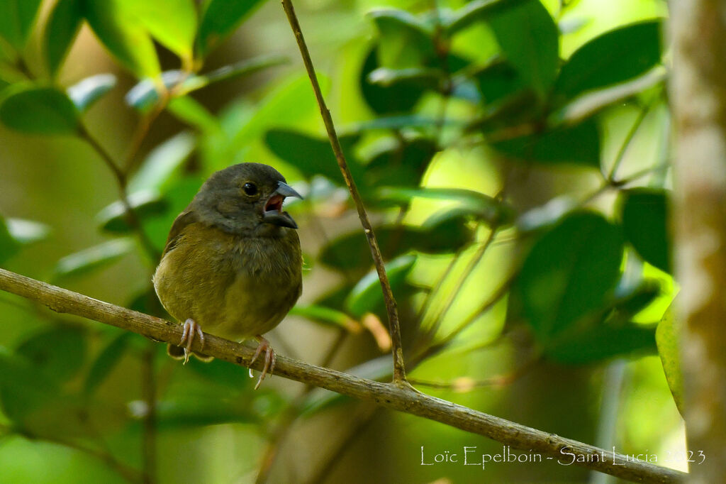 St. Lucia Black Finch