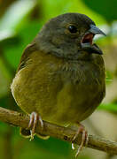 St. Lucia Black Finch