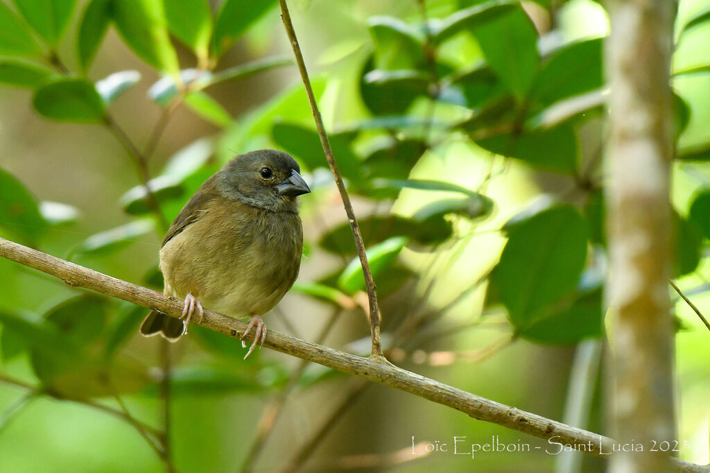 St. Lucia Black Finch