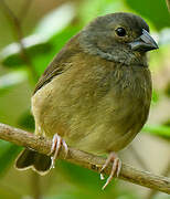 St. Lucia Black Finch