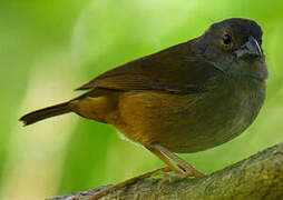 St. Lucia Black Finch