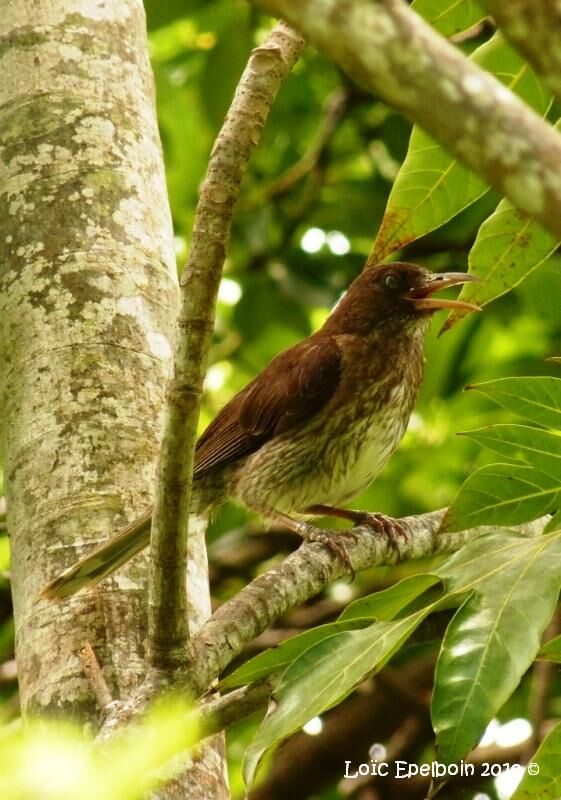 Pearly-eyed Thrasher