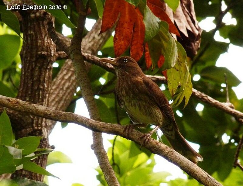 Pearly-eyed Thrasher