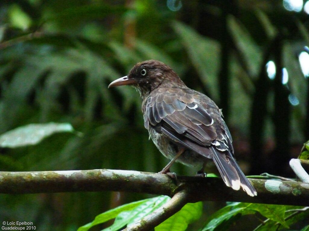 Pearly-eyed Thrasher