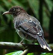 Pearly-eyed Thrasher