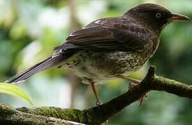 Pearly-eyed Thrasher