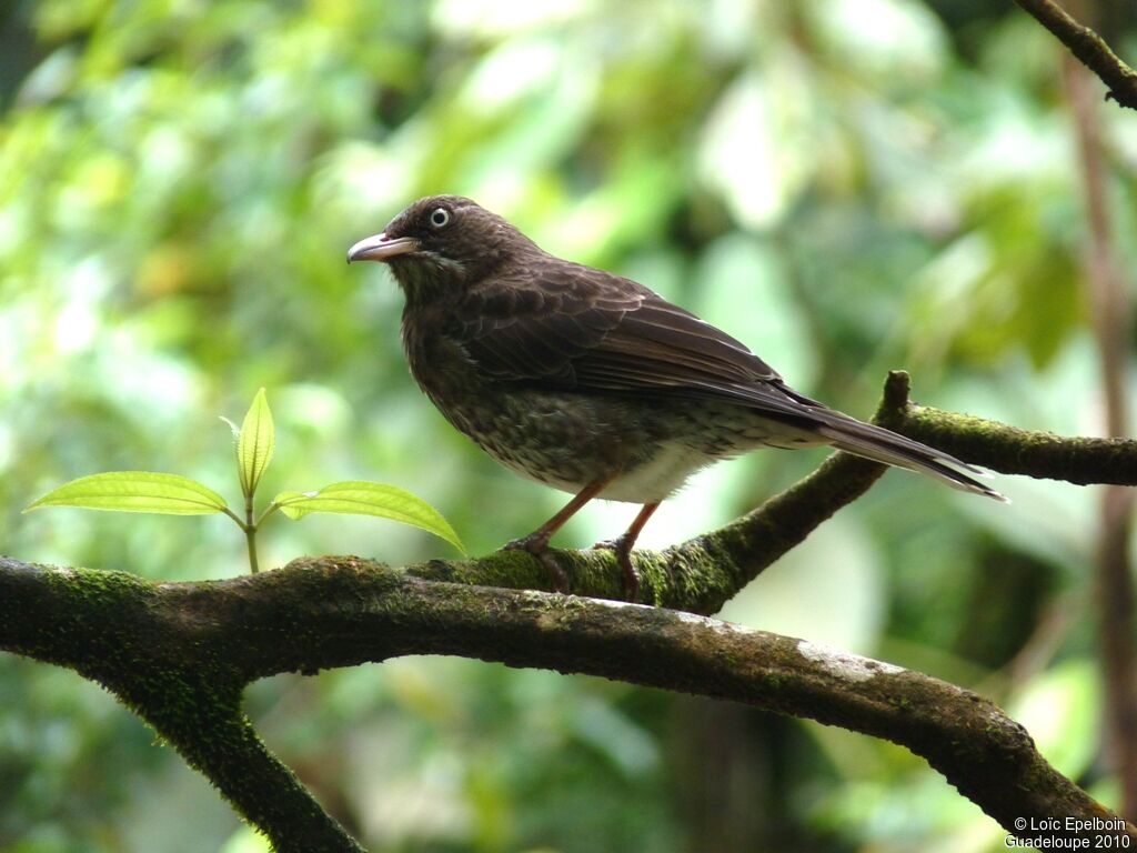 Pearly-eyed Thrasher