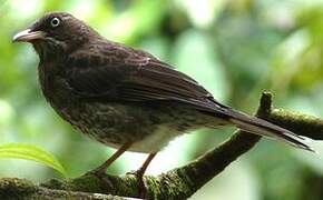 Pearly-eyed Thrasher