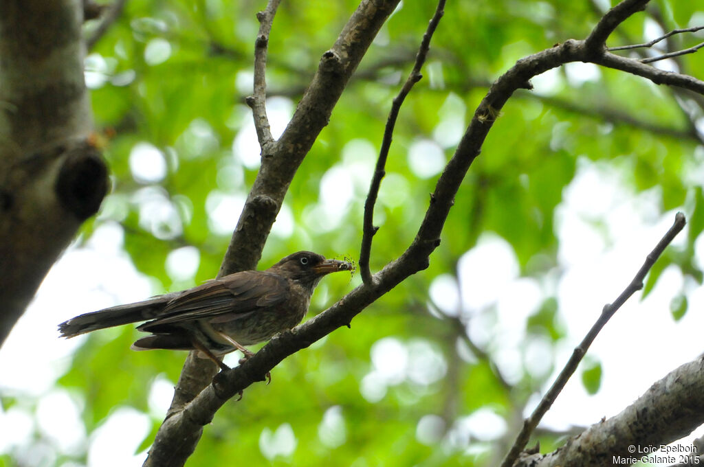 Pearly-eyed Thrasher